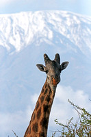 Amboseli — Giraffe with Mt. Kilimanjaro