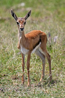 Amboseli — Eudorcas thomsonii Fawn