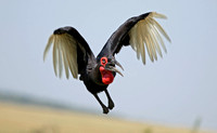 Braking Southern Ground Hornbill