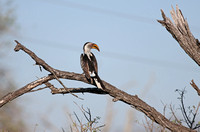 Leopard Hills — Southern Yellow-billed Hornbill