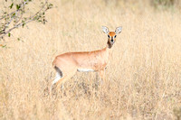 Raphicerus campestris