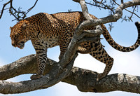 Three Big Cats in Maasai Mara, Kenya — for Thomas Meinzen's 18th Birthday