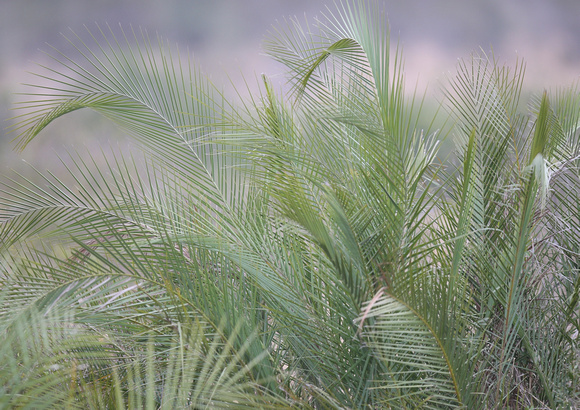 Phoenix reclinata Fronds