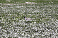 Hong Kong - Pluvialis squatarola 灰鸻 (Grey Plover)