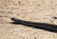 Bitis arietans Tongue