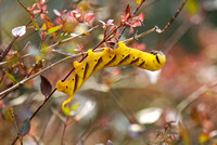 香港 - Acherontia styx Caterpillar (Death's Head Hawk Moth)