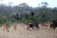 Species Trio in Manyeleti