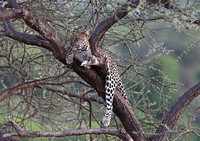 KENYA Samburu - Panthera pardus at Sundown