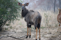 Young Male Nyala Looks Back