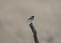 Saxicola torquatus