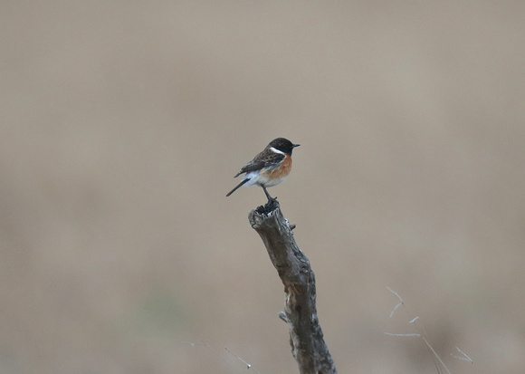 Perching Saxicola torquatus