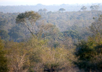 Manyeleti Tree Cover