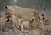 Hunting Trio at Rest