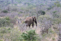 Tsavo West — Solitary Bull Elephant