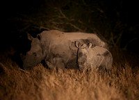 Ceratotherium simum Pair