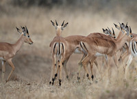 Variations in Brown