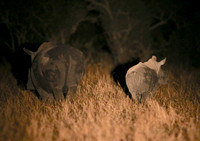 White Rhinos Departing in Darkness