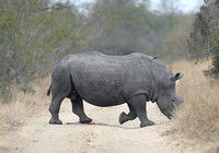 Rhino Crossing