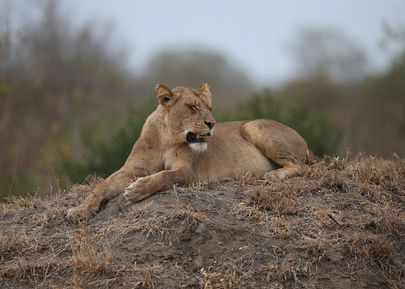 Yawning Atop a Mound