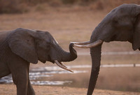 Two Elephants at Dusk