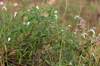 Tsavo West — Heliotropium steudneri