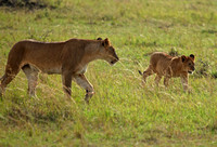 Kenya - Lions Walking Together
