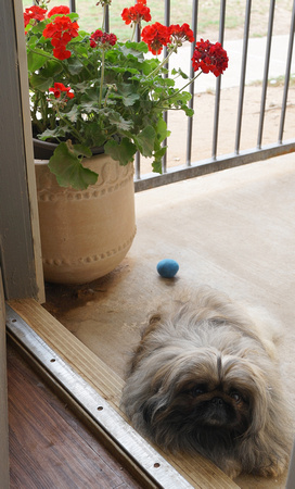 Porch Diji