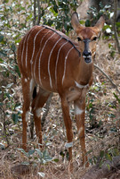 Cheerful Nyala