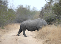 Rhino Crossing