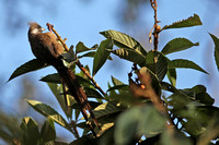 Kenya - Speckled Mousebird Early Evening Activity