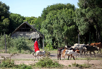Kenya - Maasai Cowherds Taking Their Herd Out