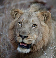 Eye-catching Male Lion