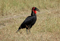 Southern Ground Hornbill Close-Up