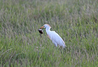 Amboseli — Bubulcus ibis with a Frog
