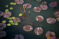 Waterlily Ponds