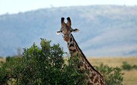 Kenya - Giraffes Browsing Foliage