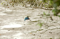 Singapore - Todiramphus chloris "Collared Kingfisher"