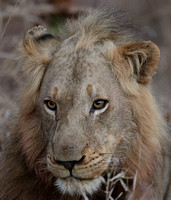 Game Drive Lion