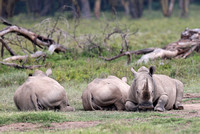 Nakuru — Trois Rhinocéros