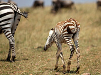 Kenya - Zebra Mother & Child