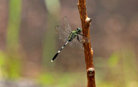 香港 - Orthetrum sabina (Green Skimmer) on a Stick