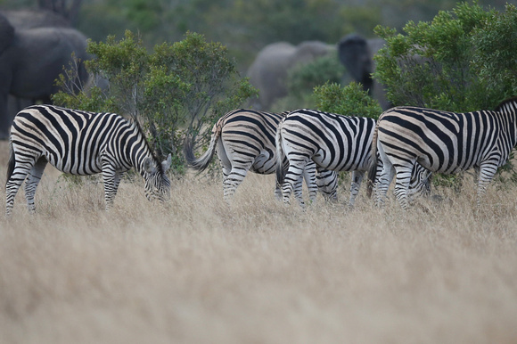 Zebra Grazing Near Elephants