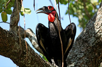 Tree Pelican
