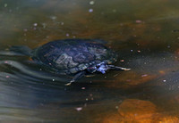 Singapore - Swimming Turtle