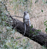 Observant Chlorocebus pygerythrus