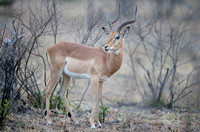 Engaging Aepyceros melampus