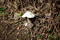 Singapore - Large White Mushroom