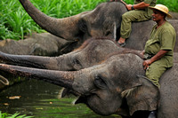 Singapore Zoo - Indian Elephant Show