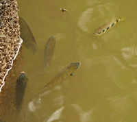 Singapore - Toxotes jaculatrix "Banded Archerfish" & Strongylura strongylura "Needlefish"