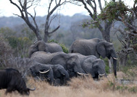 Three Manyeleti Species Together